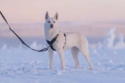 Rukka Pets Bliss Harness