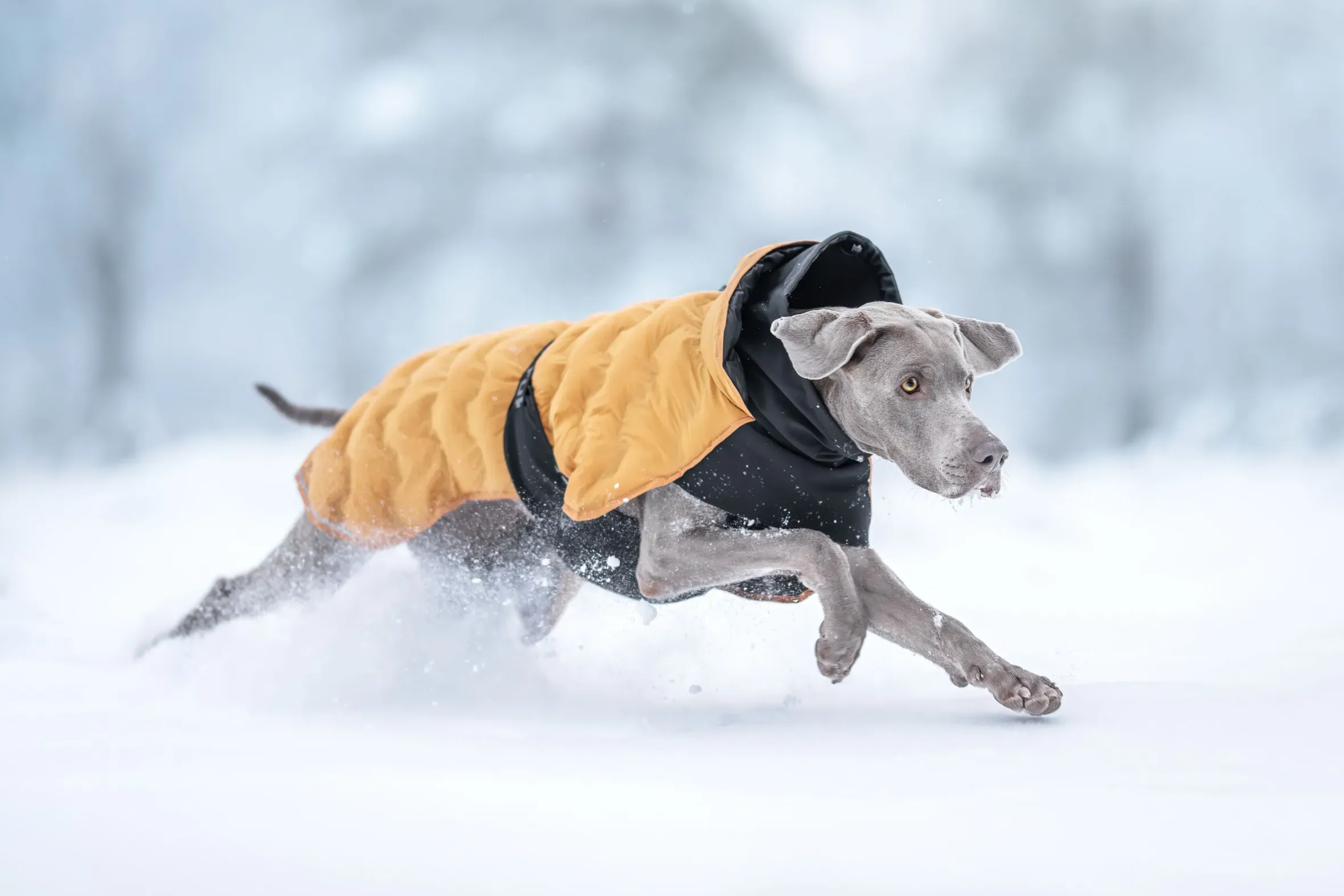 Rukka Pets Bubble Coat