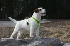 Rukka Pets Comfort air harness