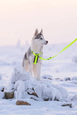 Rukka Pets Form neon harness