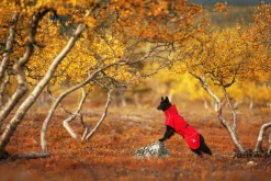 Rukka Pets Hayton x raincoat