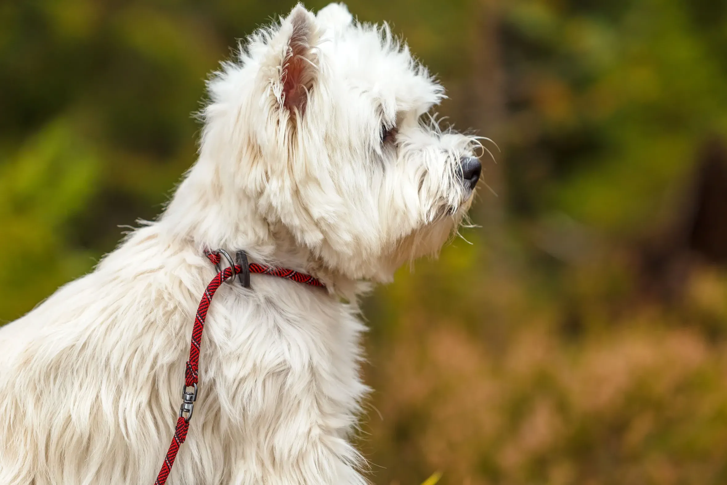 Rukka Pets Joy mini slip leash