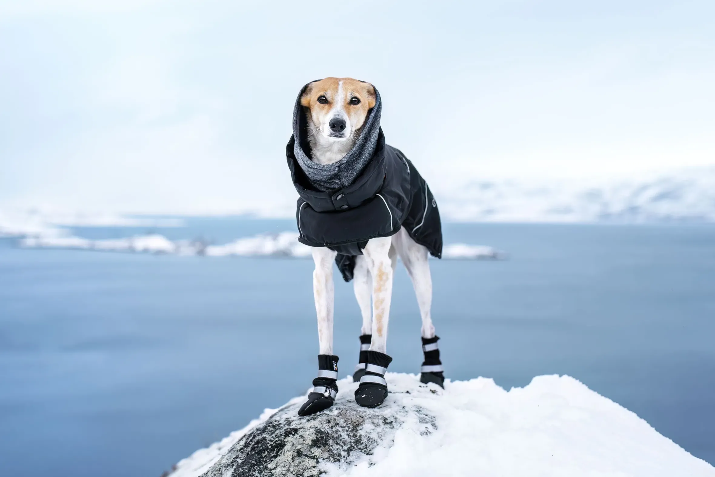 Rukka Pets Thermal winter shoes 4 pcs
