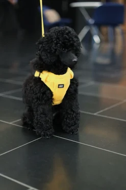 Rukka Pets Tiny Harness