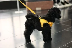 Rukka Pets Tiny Harness