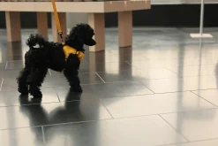 Rukka Pets Tiny Harness
